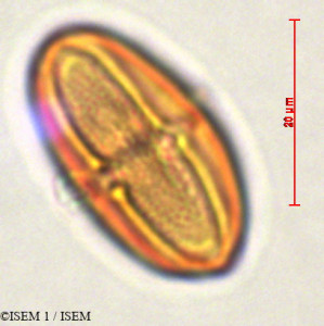 ISEM 1/Hieronyma_macrocarpa_29329/Hieronyma_macrocarpa_29329_0001(copy)_thumb.jpg